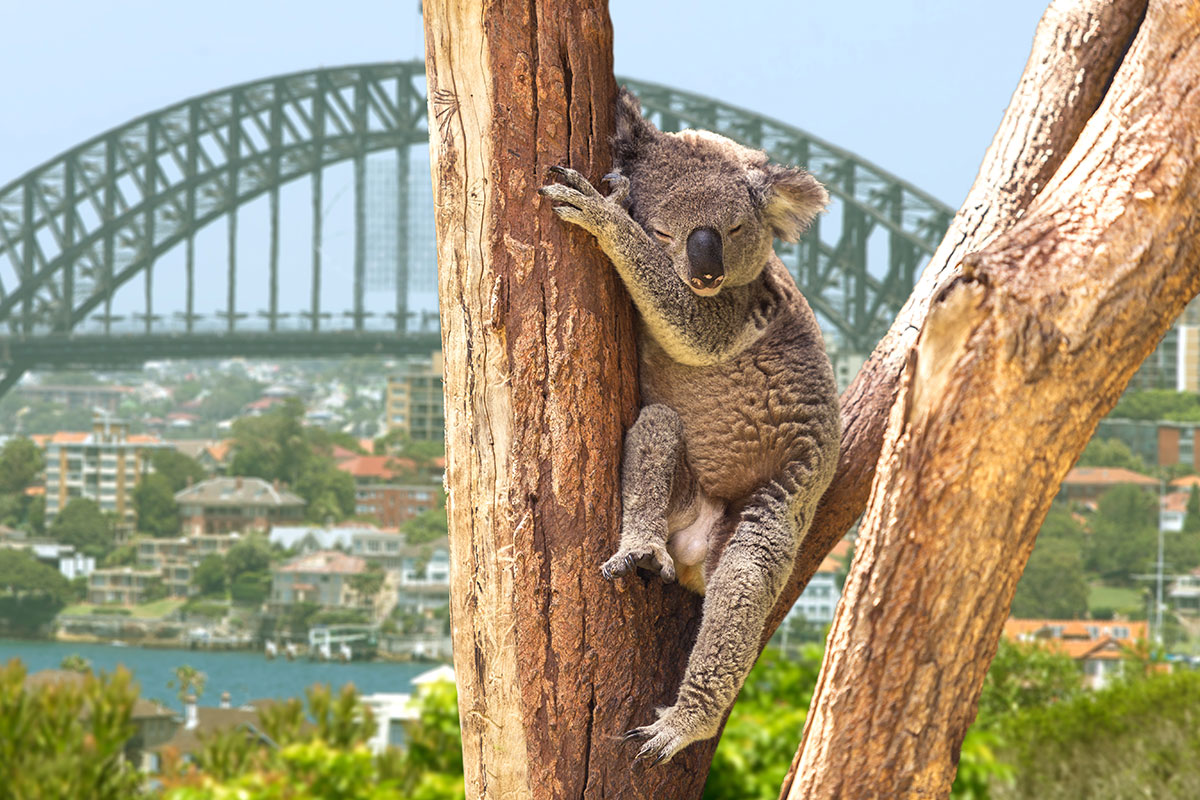 Sydney - Beyond Education Australia - Work, Study and Travel in Australia